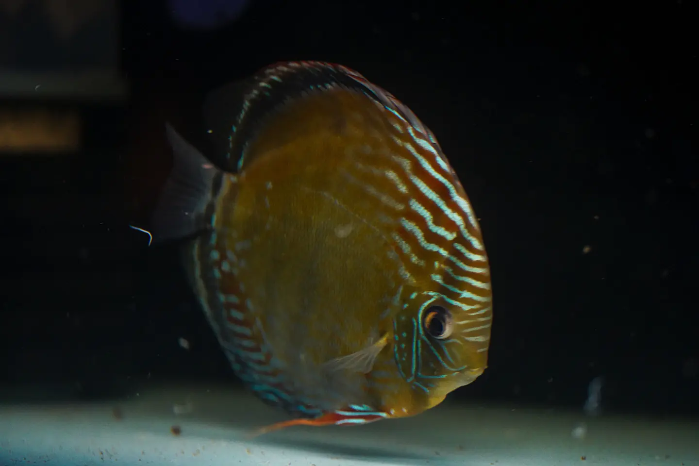 Iripixi Semi Royal 7