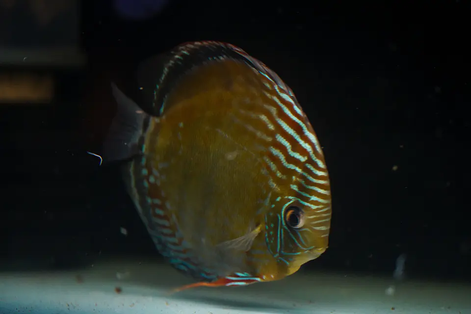 Iripixi Semi Royal 7