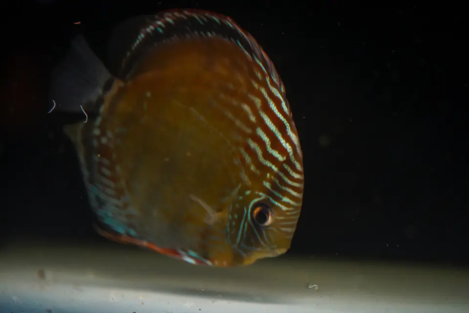 Iripixi Semi Royal 5