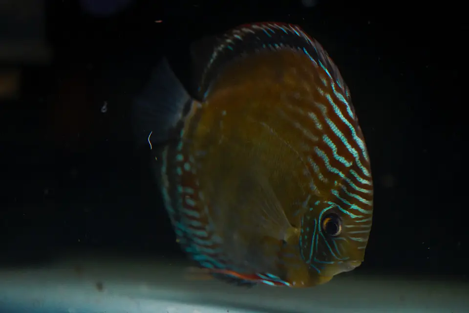 Iripixi Semi Royal 9