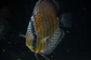 Iripixi Semi Royal - Thumbnail 3