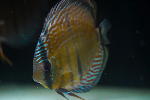 Iripixi Semi Royal