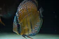 Iripixi Semi Royal - Thumbnail 2