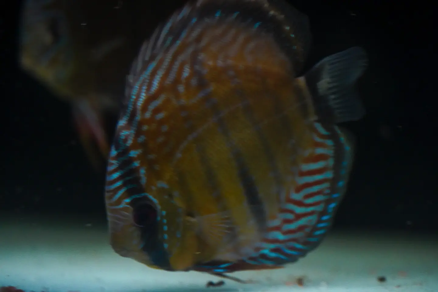 Iripixi Semi Royal 1