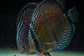 Iripixi Semi Royal - Thumbnail 4