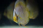 Heckel Blue Face Nhamundá - thumbnail 2