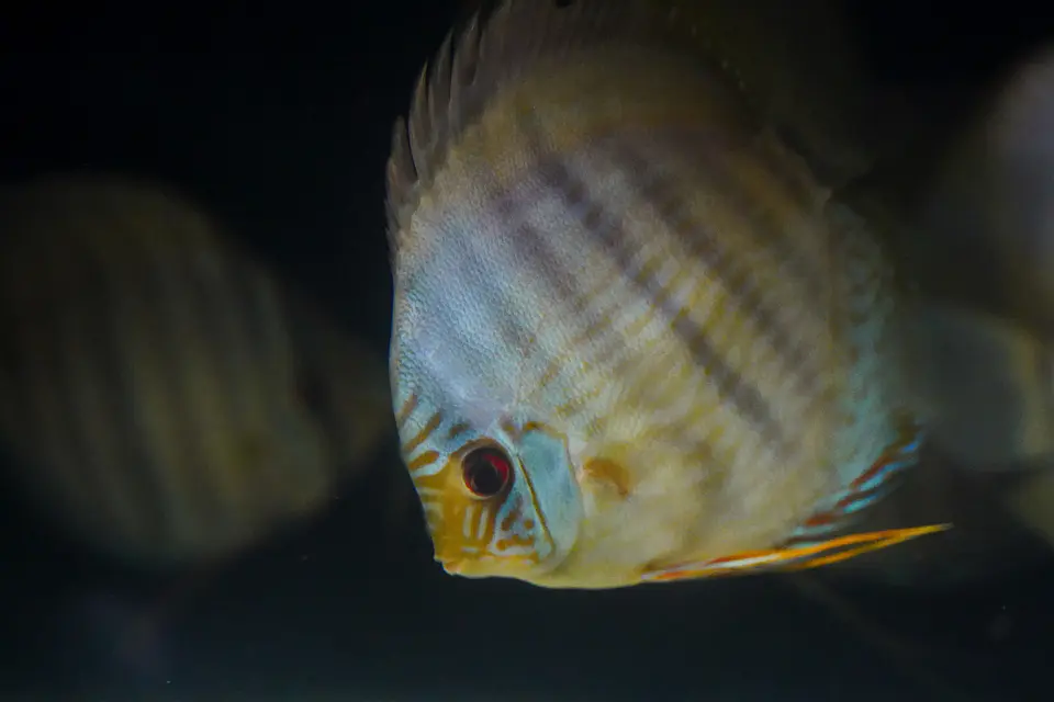 Heckel Blue Face Nhamundá 1