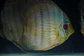Heckel Blue Face Nhamundá - thumbnail 2