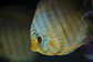 Heckel Blue Face Nhamundá - thumbnail 3