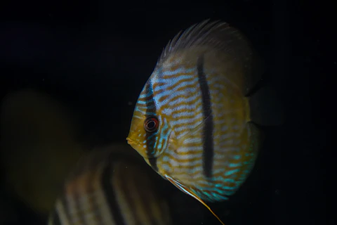 Heckel Blue Nhamundá