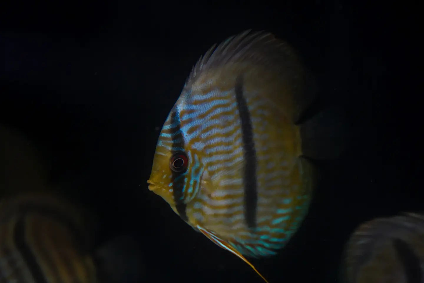 Heckel Blue Nhamundá 5