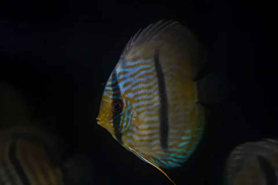 Heckel Blue Nhamundá 5