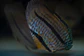 Heckel Blue Nhamundá - thumbnail 4