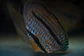 Heckel Blue Nhamundá - thumbnail 6