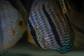 Heckel Blue Nhamundá - thumbnail 3