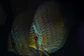 Heckel Blue Nhamundá - thumbnail 2