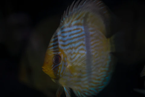 Heckel Blue Nhamundá