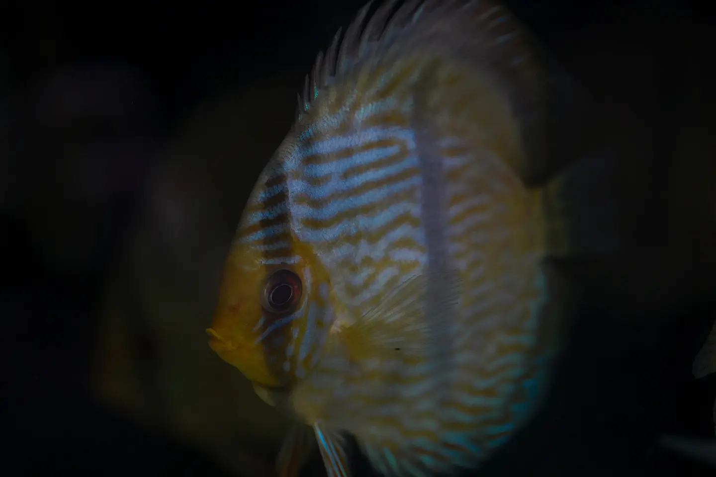 Heckel Blue Nhamundá 1