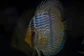 Heckel Blue Nhamundá - Thumbnail 1