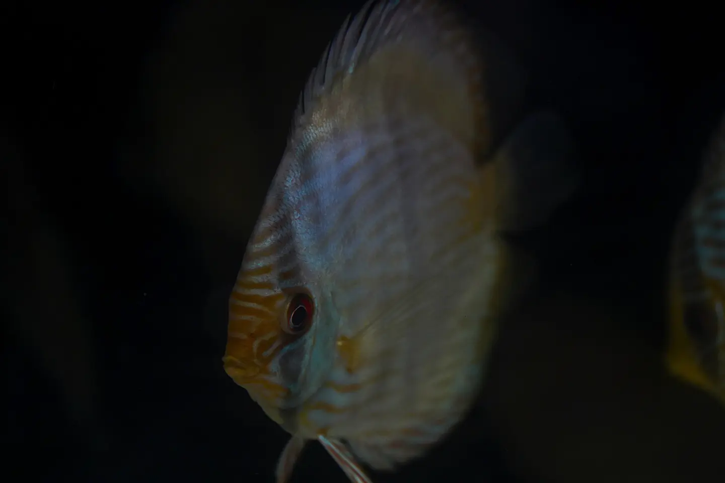 Heckel Blue Nhamundá 2