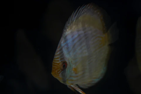 Heckel Blue Nhamundá