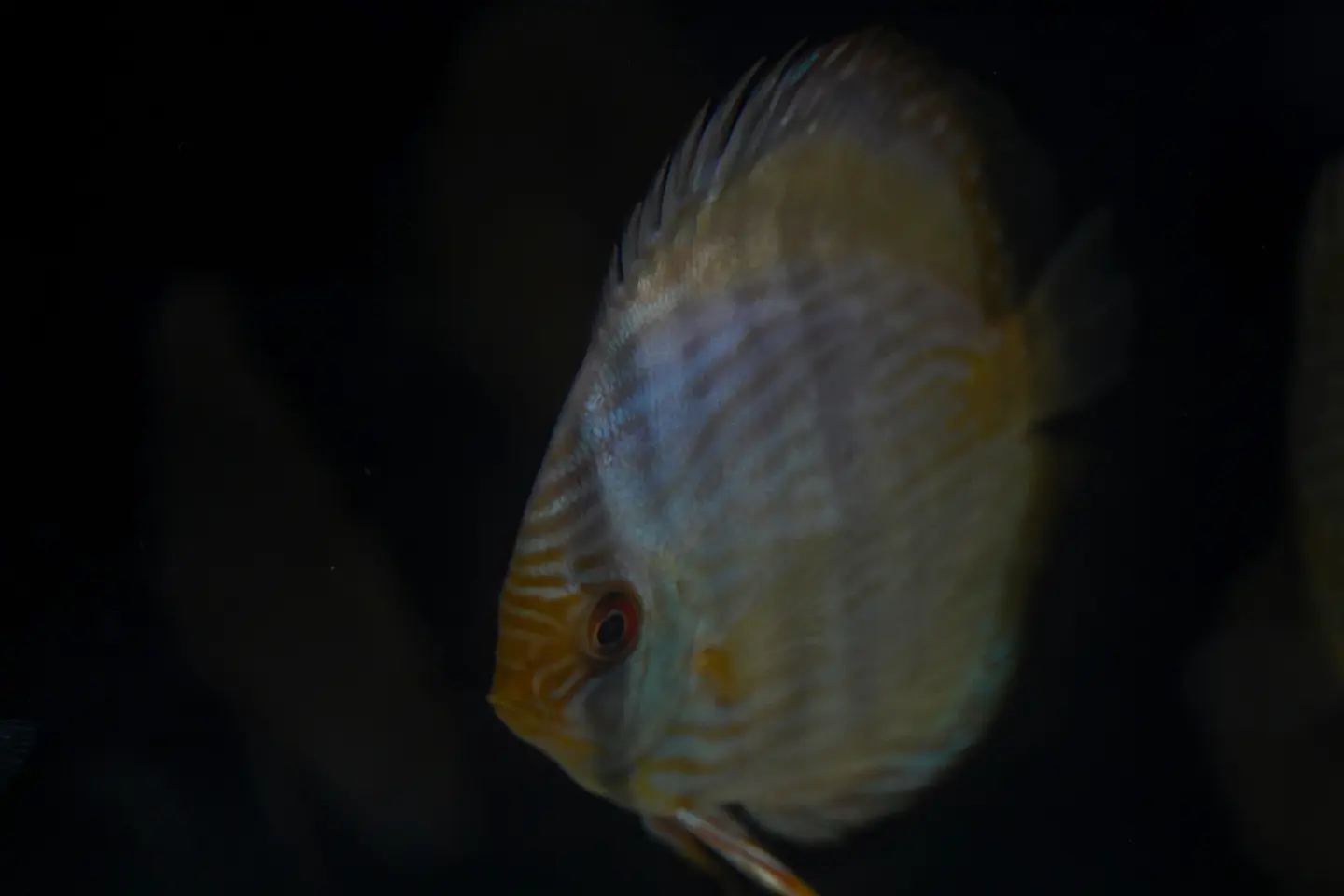 Heckel Blue Nhamundá 1