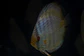 Heckel Blue Nhamundá - thumbnail 1