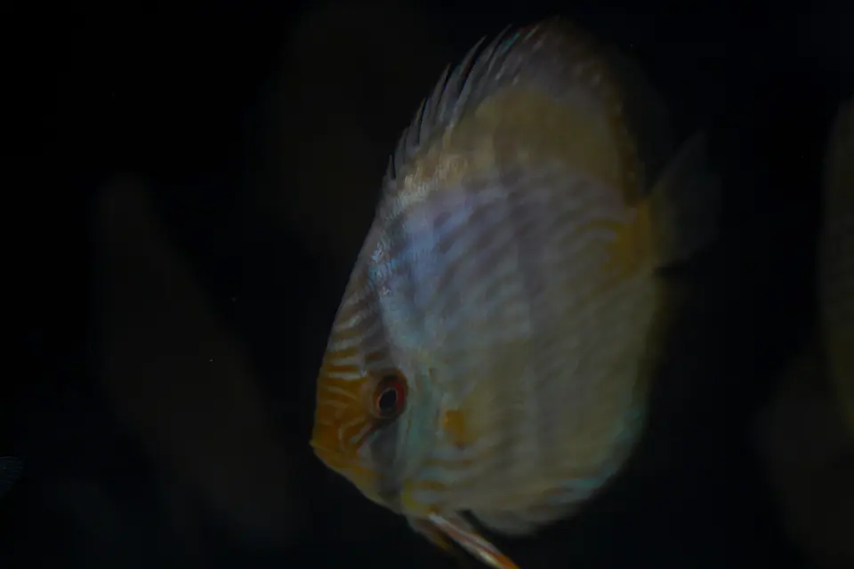 Heckel Blue Nhamundá 1