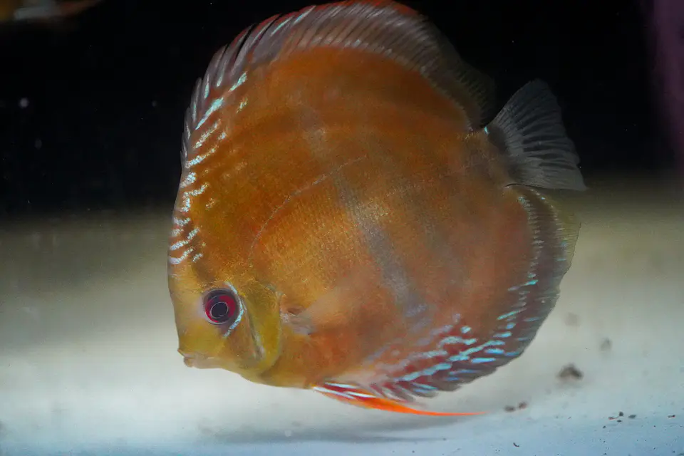 Cuipeua Red Solido 3