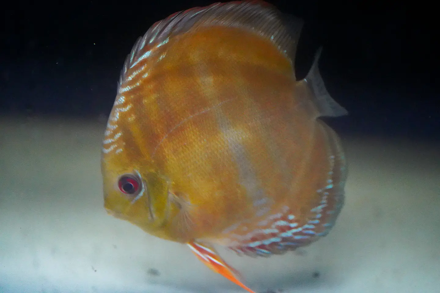 Cuipeua Red Solido 4