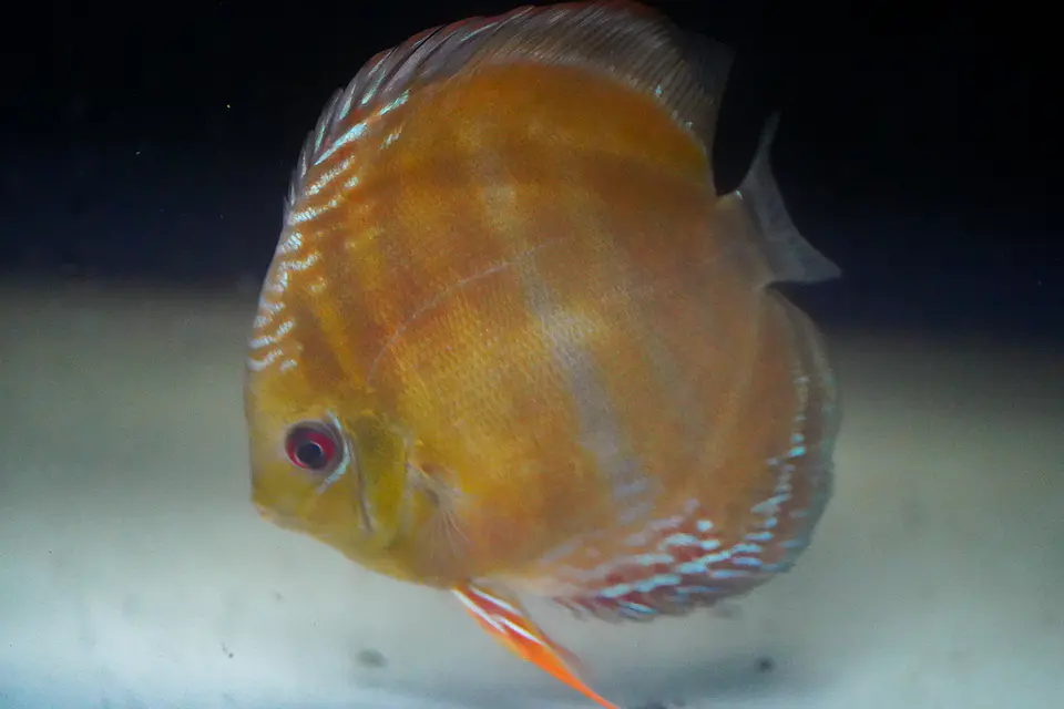Cuipeua Red Solido 4