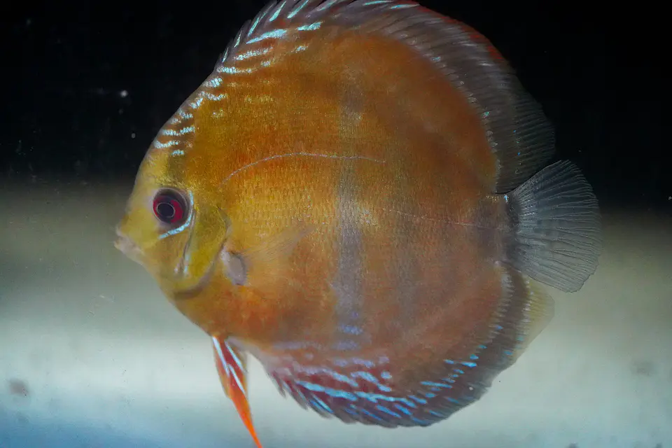 Cuipeua Red Solido 5