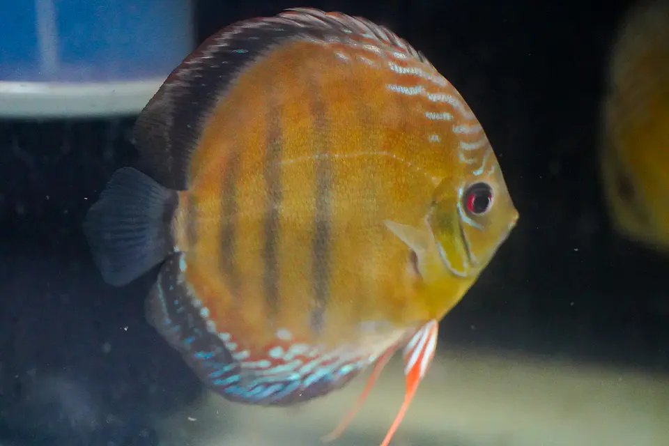 Red Solido Iripixi, 1