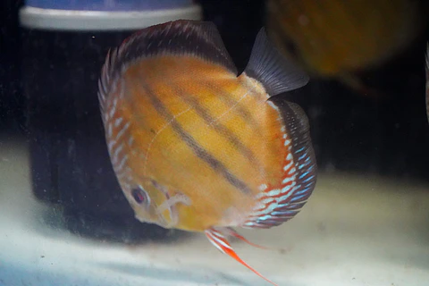 Red Solido Iripixi,