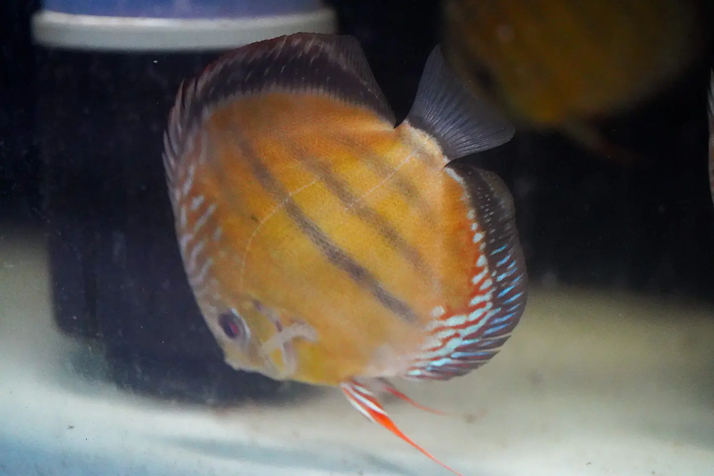 Red Solido Iripixi, 2