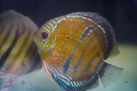 Red Ica Iripixi,