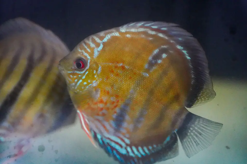 Red Ica Iripixi, 1