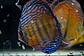 Iripixi Semi Royal - thumbnail 2