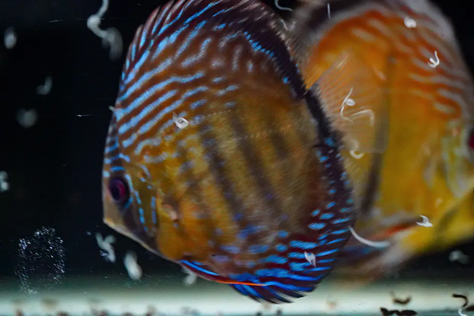 Iripixi Semi Royal 2