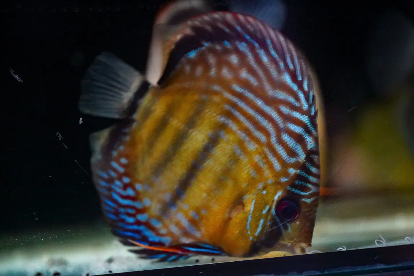 Iripixi Semi Royal 1