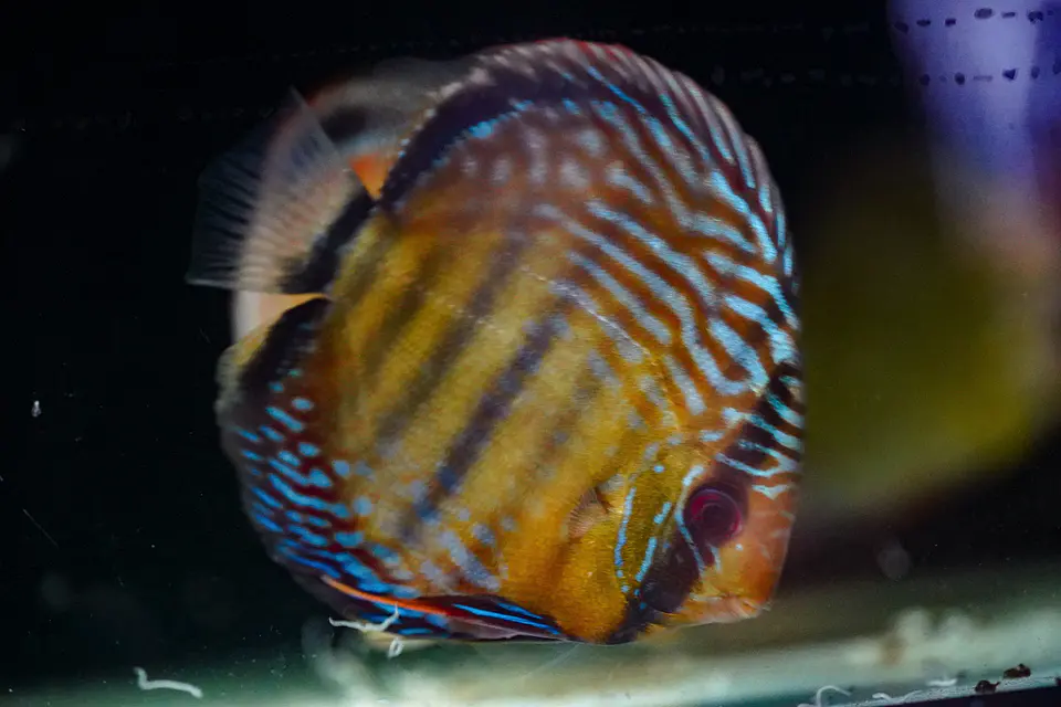 Iripixi Semi Royal 4