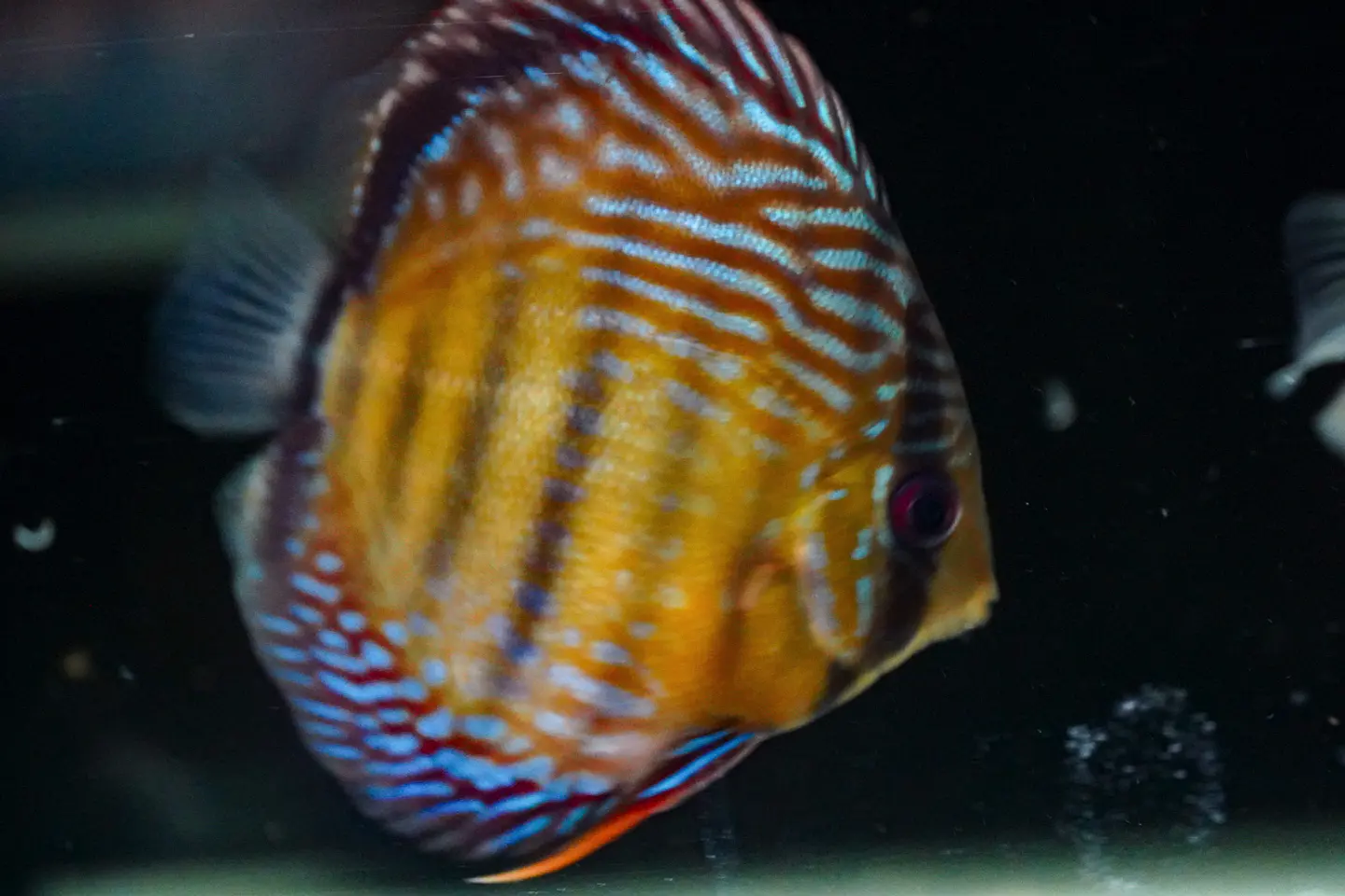 Iripixi Semi Royal 3