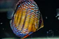 Iripixi Semi Royal - thumbnail 3