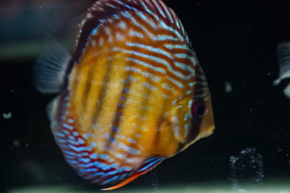 Iripixi Semi Royal 3