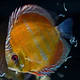 Wild Discus Especiais