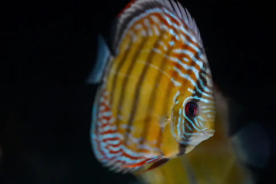 Iripixi Semi Royal 3
