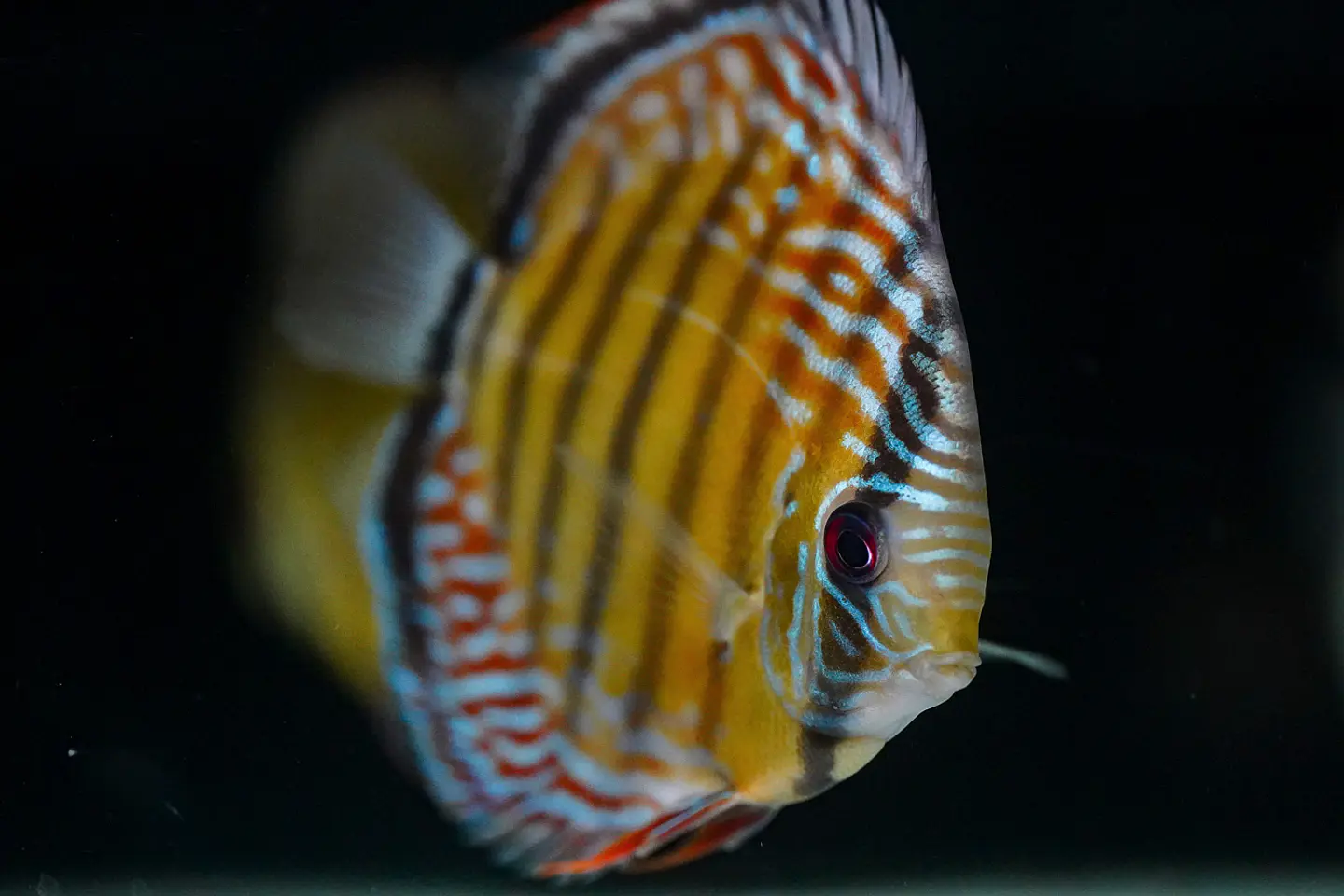 Iripixi Semi Royal 8