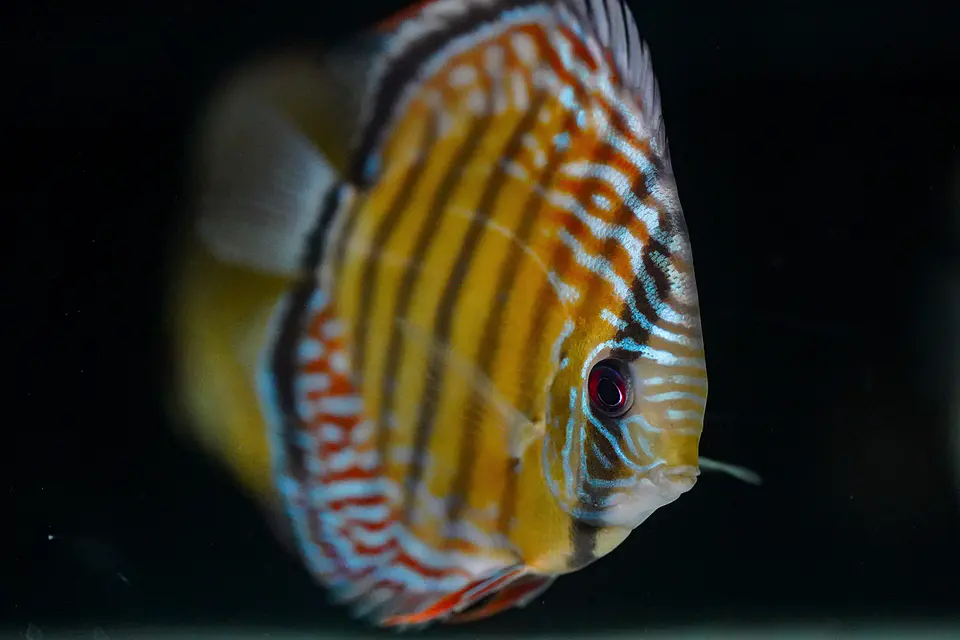 Iripixi Semi Royal 8