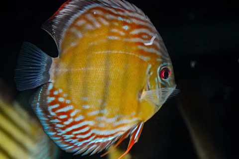 Iripixi Semi Royal