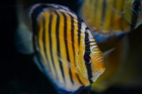 Iripixi Red Solid